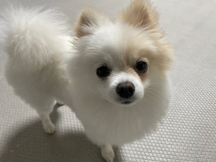  강아지 간질, 뇌수두증, 뇌수막염 증상 차이점 (f. 경련 및 발작)