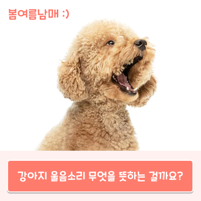  강아지 울음소리 마다 다른 뜻 있는거 아시나요?