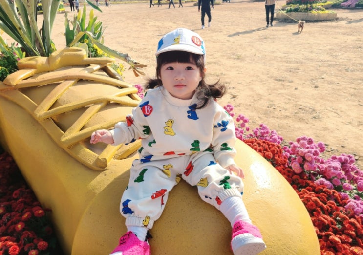  창원 아기랑 갈만한곳 마산국화꽃축제