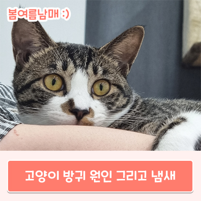  고양이 방귀 냄새, 원인은 무엇일까요?