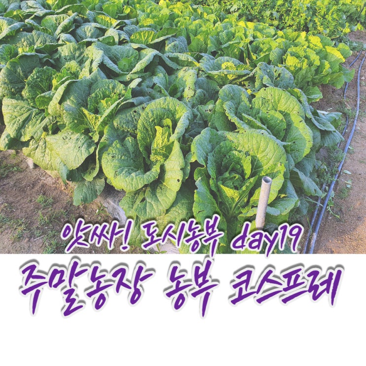  앗싸! 도시농부, 깊어가는 가을날엔 가야 해