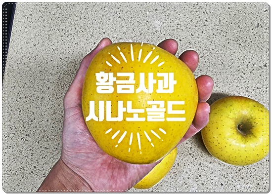  (내돈내산) 황금사과 시나노골드! 정말 맛있습니다.