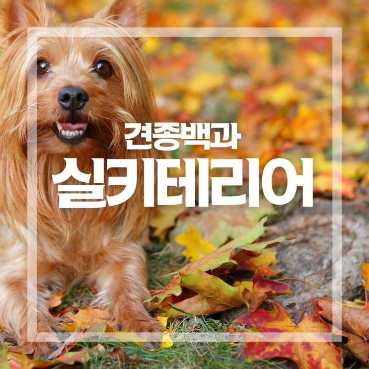  소형 견종 실키 테리어, 역사과 수명 성격 알아보기