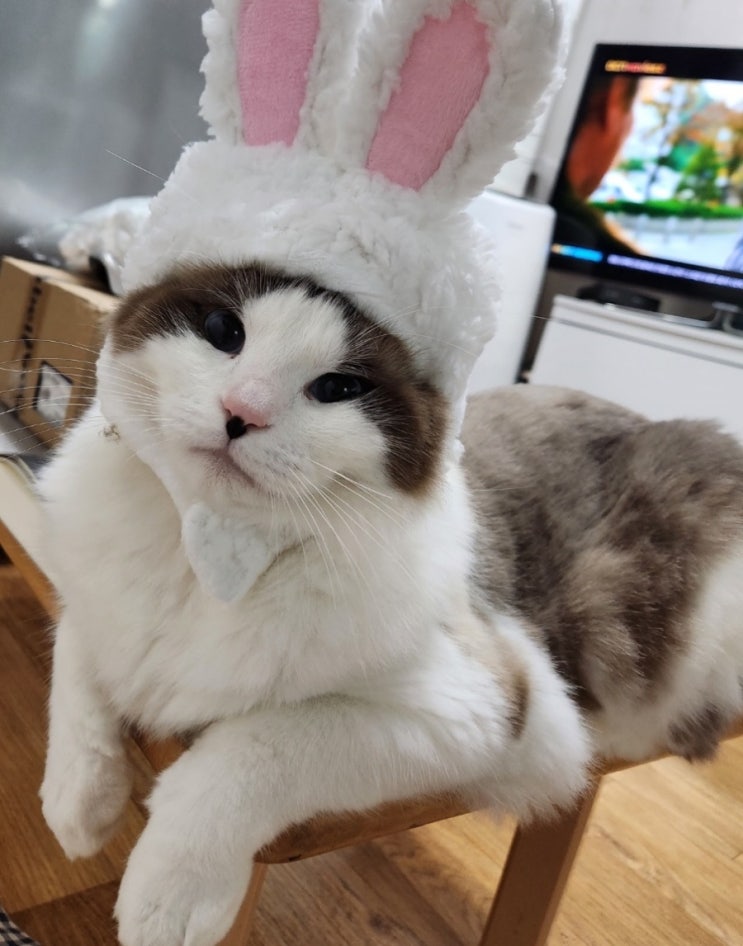 구르미 랙돌 고양이 구르미 랙돌 고양이