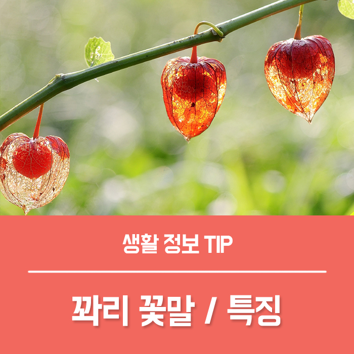  꽈리 꽃말과 특징 꽈리 열매 효능
