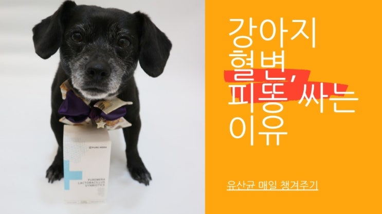 강아지 혈변, 피똥 싸는 이유 강아지 똥색깔 매일 확인 강아지 혈변, 피똥 싸는 이유 강아지 똥색깔 매일 확인