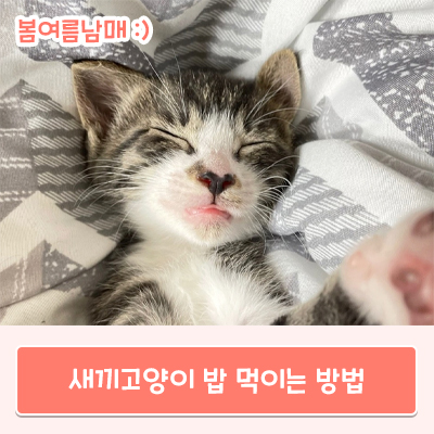 새끼고양이 밥 쉽게 먹이는 방법 알려드릴게요