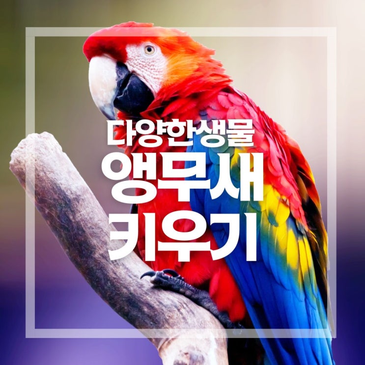  앵무새 수명과 지능, 종류와 키우기