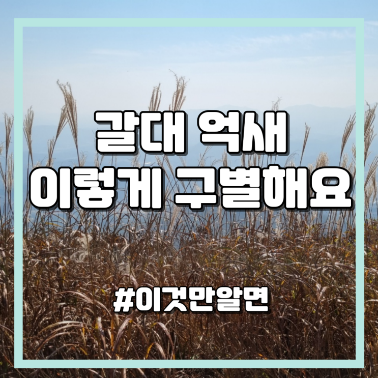  갈대와 억새 차이, 정말 쉽게 구별하는 방법 (서식지, 특징, 갈대같은 마음의 유래 등)
