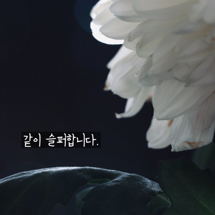  이태원 참사 압사 위험 신고에도 경찰은 없었다 이건 위험회피의 결과일수도