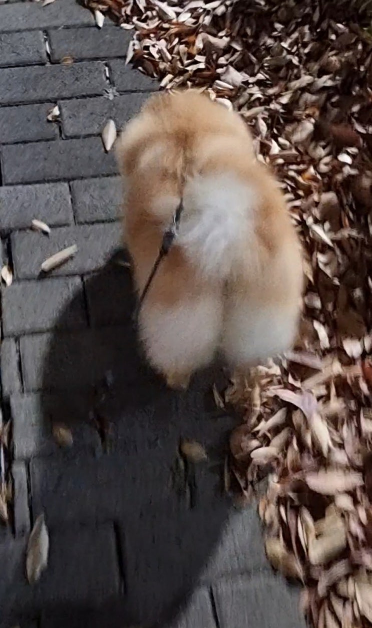  밤산책도 나쁘지 않네