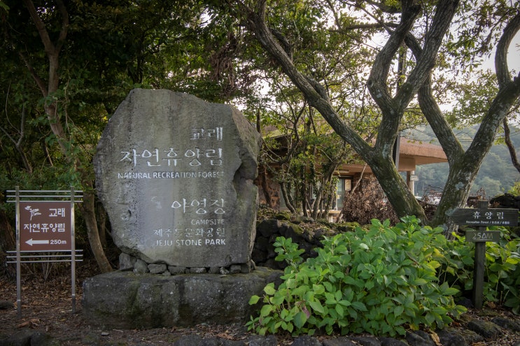  184th 제주도 캠핑장 교래자연휴양림 야영장