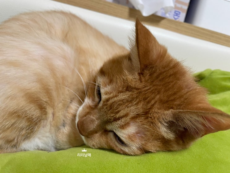  고양이 배변실수 화장실 위치와 모래, 청소 때문일수도