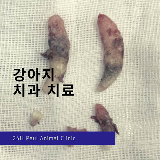  17살 강아지 발치, 콧물, 코피 & 성남 분당 24시 폴 동물병원