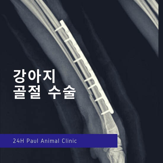 강아지 사고, 골절, 강아지 골절수술, 외과 수술 폴 동물병원(분당 24시 정자동 동물의료센터)