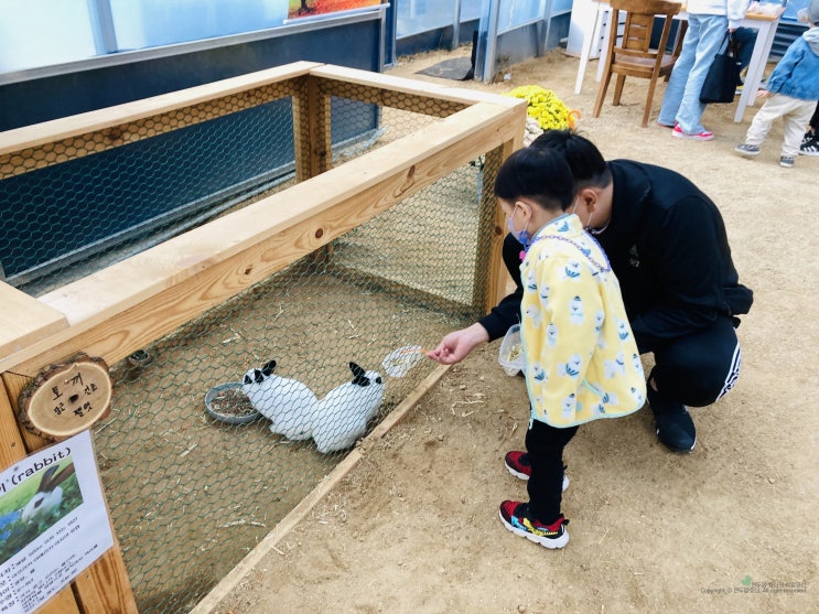 대구 하하농장 아기랑 가볼만한곳 가족나들이 먹이주기 체험 대구 하하농장 아기랑 가볼만한곳 가족나들이 먹이주기 체험