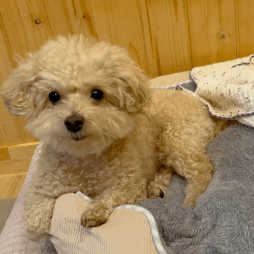  반려견인플루언서 토이푸들 뽀야 인플루언서 센터