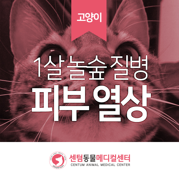 1살 노르웨이숲 / 피부 열상 / 털빠짐 / 피부 발적 (부산 수영역 동물병원, 고양이 친화병원, 센텀동물메디컬센터 수영점)