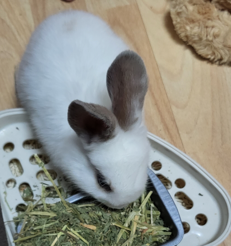  토끼는 당근이 주식이다? 토끼 먹이에 대해!