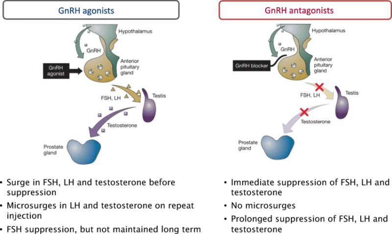 성선자극호르몬방출호르몬 GnRH agonist (Gonadotropin Releasing Hormone) : 네이버 블로그