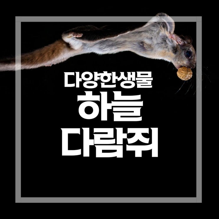  한국 토종 하늘다람쥐 키우기는 불법인데, 미국종은 합법일까?