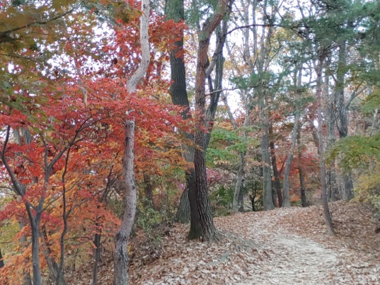 오늘 아침 설봉산(호암약수-칼바위-정상)의 단풍을 보다