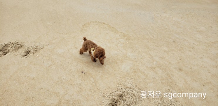  11월 광저우 근교 바닷가 양장 해릉도 하이링다오 여행 :)
