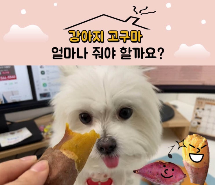 [정보] 강아지 고구마 먹어도 되나요?