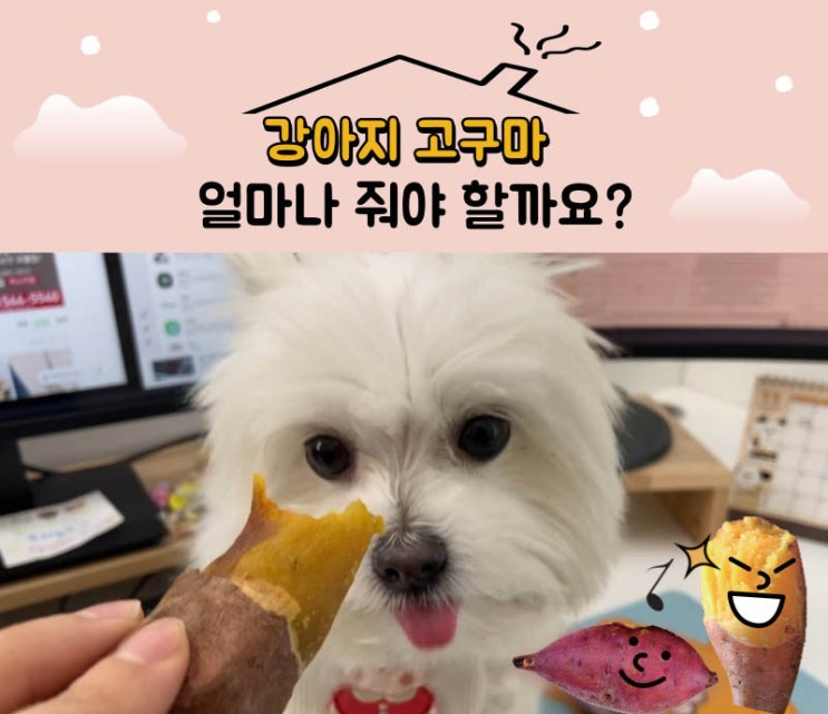  [정보] 강아지 고구마 먹어도 되나요?