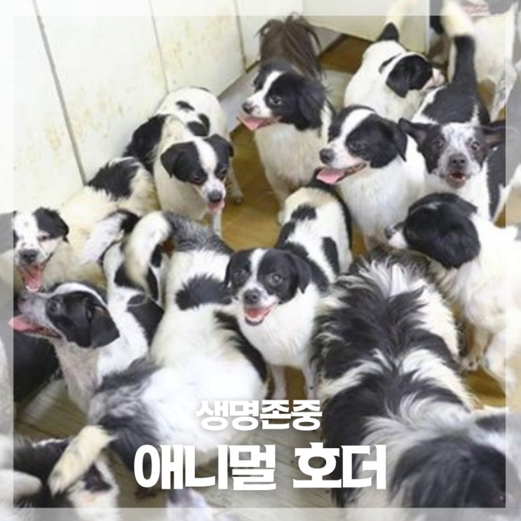  애니멀 호더는 동물 학대의 다른 이름! 신고와 처벌은 가능할까?