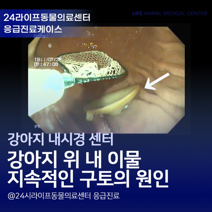 대구 강아지 응급 위내시경 동물병원 : 강아지 지속적인 구토의 원인은? 대구 강아지 응급 위내시경 동물병원 : 강아지 지속적인 구토의 원인은?