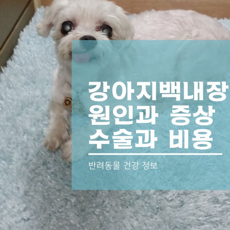  강아지 백내장 안약과 수술 비용, 영양제