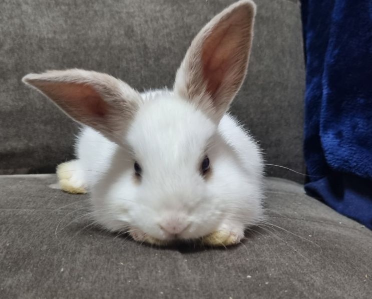  고양이 숨숨집, 토끼 은신처와 친칠라쥐 침대로 대 변신!