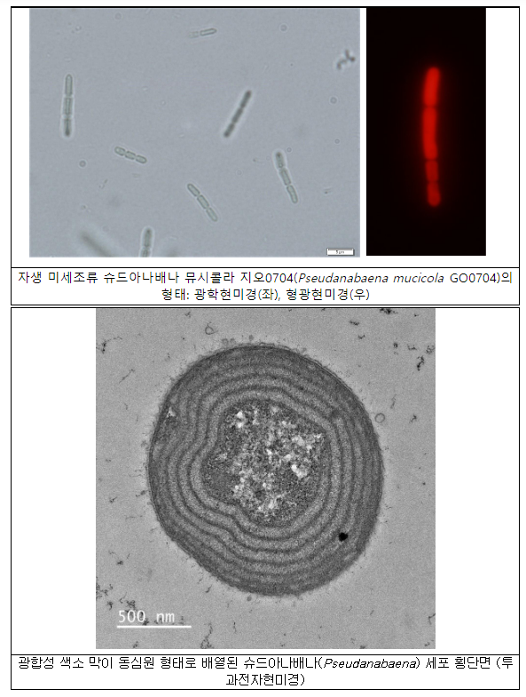 바이오연료 후보 미생물 찾았다(지오0704 기존 미생물보다 빨리 증식하고 바이오연료 2배 생산 가능)_환경부 바이오연료 후보 미생물 찾았다(지오0704 기존 미생물보다 빨리 증식하고 바이오연료 2배 생산 가능)_환경부