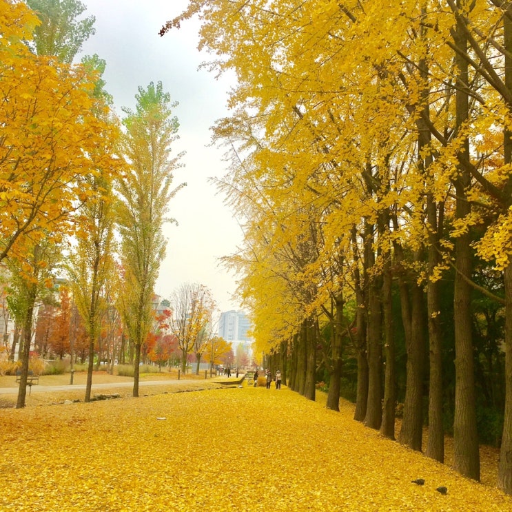 2022.EP.303.가을 단풍 사진 잘나오는 서울 스팟 장충단공원/ haus/연남동 경의선숲길