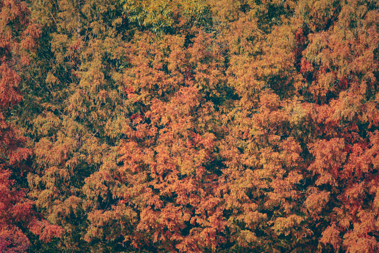 ｜인천대공원의 가을 단풍