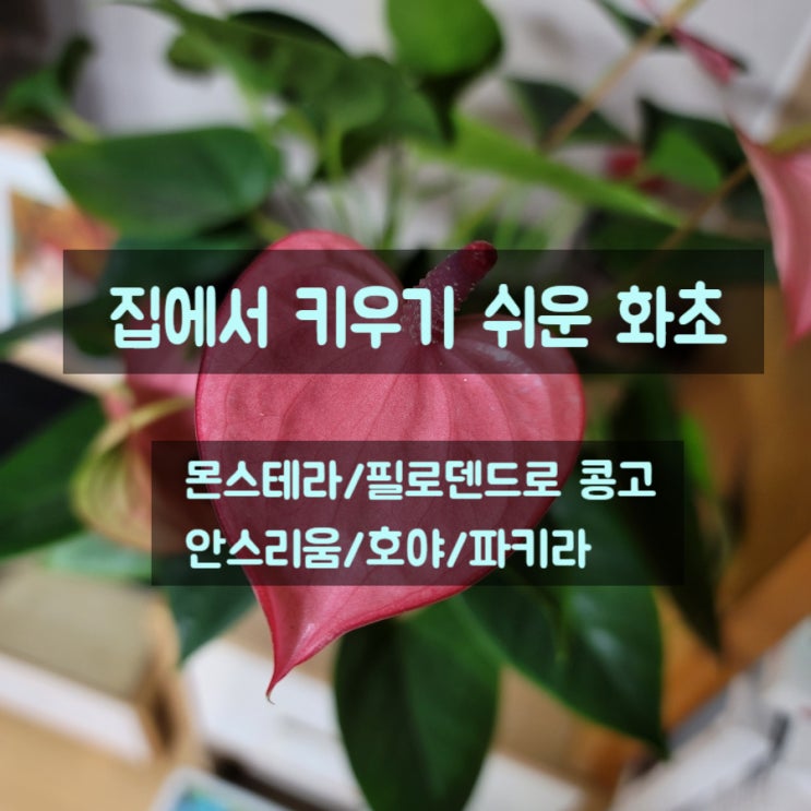  집에서 키우기 쉬운 화초들(몬스테라, 필로덴드로 콩고,안스리움,호야, 파키라)