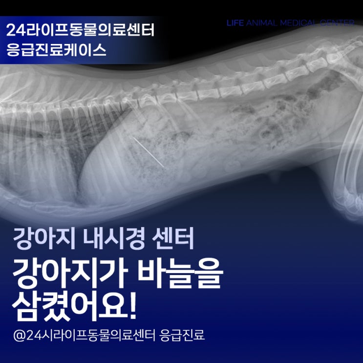 대구 강아지 24시 응급 동물병원 : 바늘 삼킨 강아지의 응급 위내시경