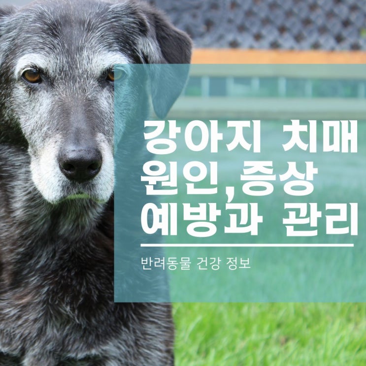  강아지 치매 증상과 진단, 예방과 관리