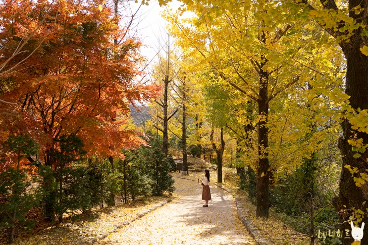 영주 부석사 단풍 여행 가을 경북 가볼만한곳