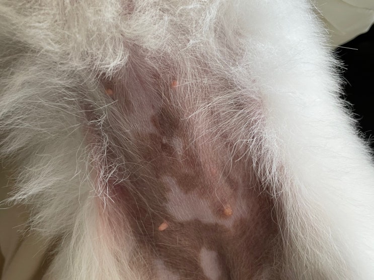  강아지 검은 반점, 배에 검버섯 생기는 이유