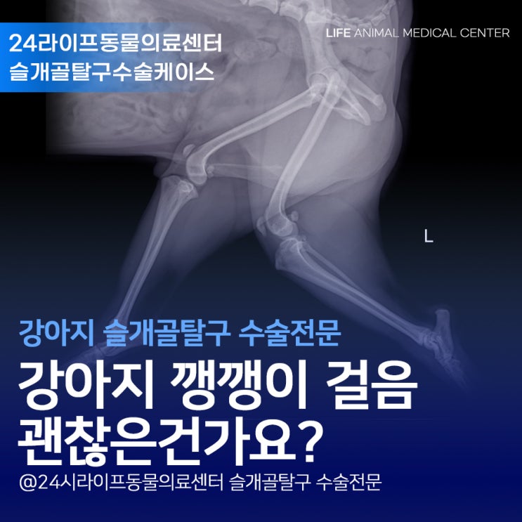 대구 강아지 슬개골탈구 수술 전문 : 강아지 깽깽이 걸음, 이대로 괜찮을까요? 대구 강아지 슬개골탈구 수술 전문 : 강아지 깽깽이 걸음, 이대로 괜찮을까요?