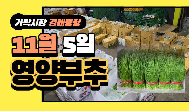  [경매사 일일보고] 11월 5일자 가락시장 "영양부추" 경매동향을 살펴보겠습니다!