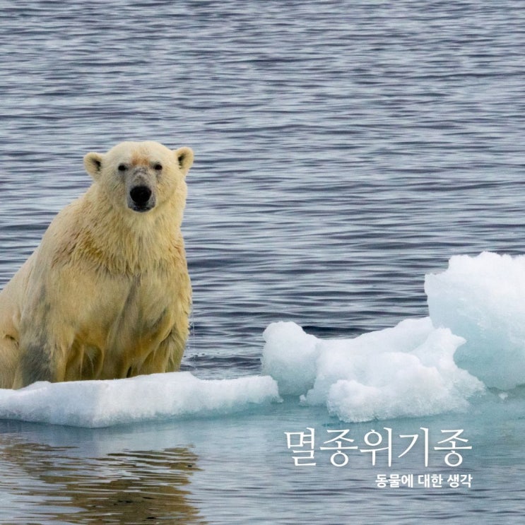  멸종 위기 동물 종류 - 그린피스, IUCN, 환경부의 분류