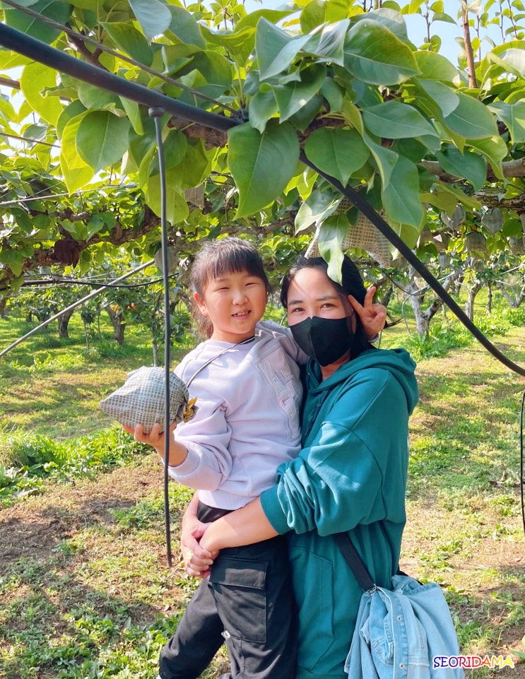  누렁이 과수원 안성 농장 배따기 체험. 모래 놀이터에 카페까지!