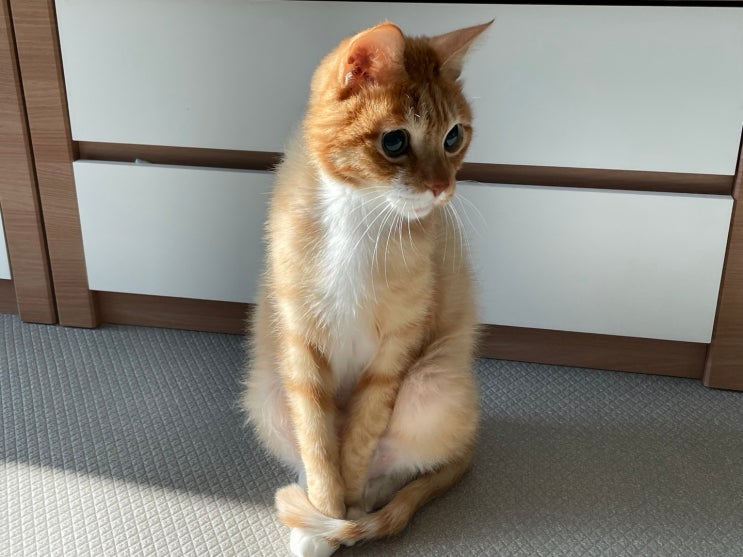  고양이 배 뚱뚱, 뱃살 몸무게 줄이기. 다이어트 (f. 사료)