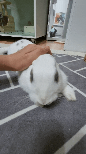  토끼가 집사를 사랑할 때 하는 행동