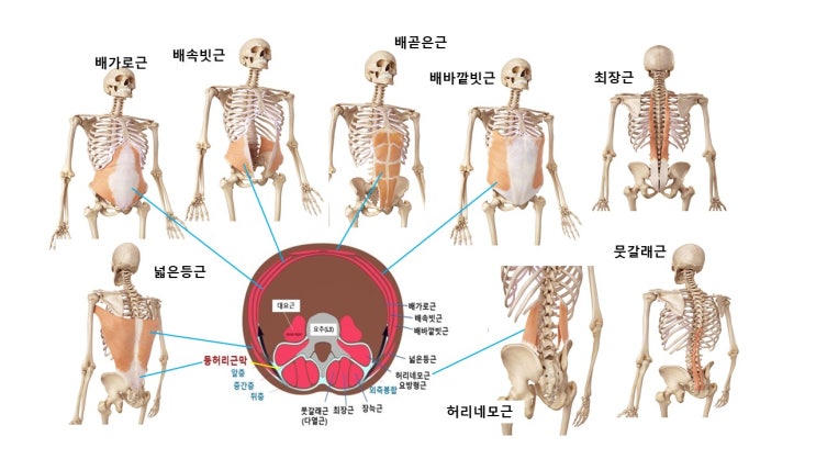  엉덩이근육과 코어근육운동(플랭크운동, 브릿지운동)