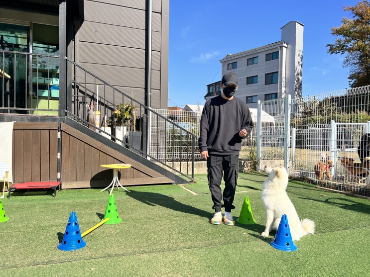  성남애견카페:) 라드독