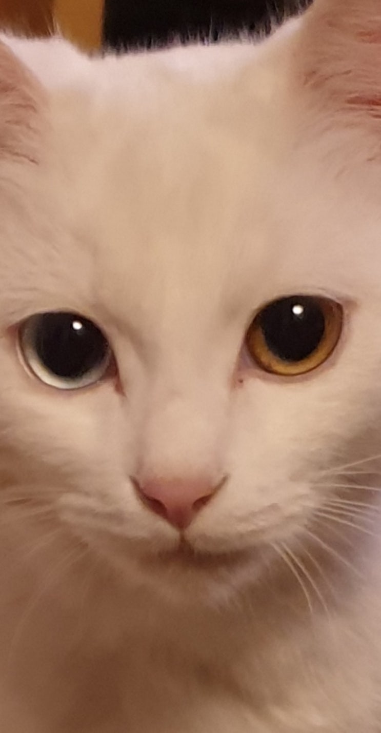  고양이 딸기 이야기